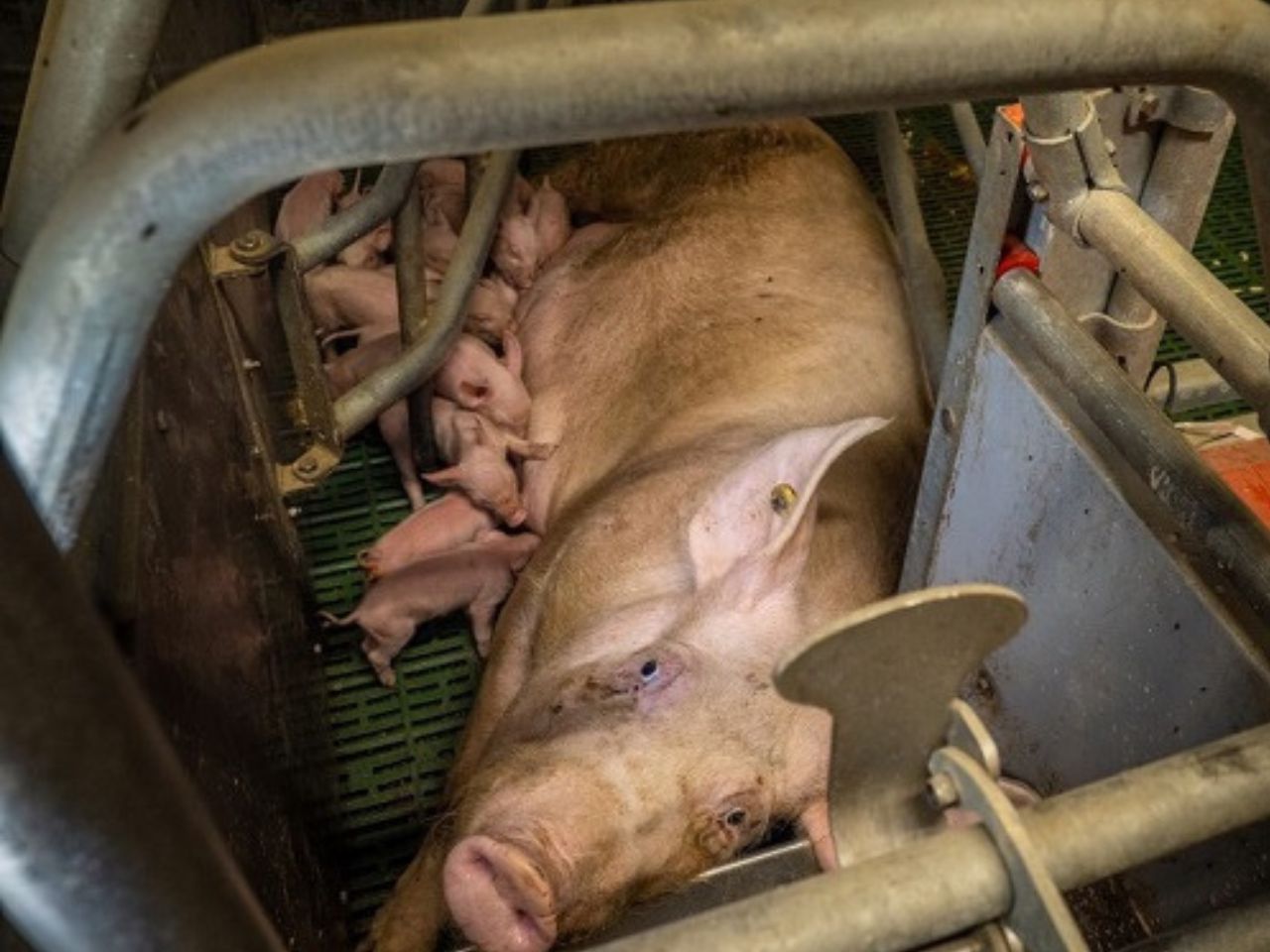 Stop “carne sintetica”, Oipa: “Governo sottomesso a chi sfrutta gli animali”