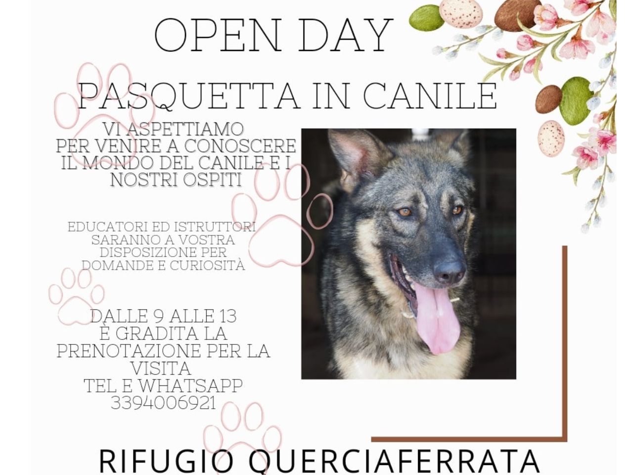 Canile di San Benedetto del Tronto, a Pasquetta l’open day per scoprire il rifugio per animali
