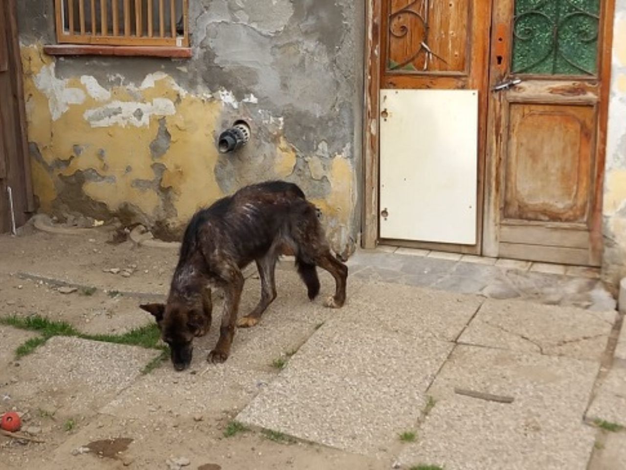 Sequestrati 40 cani e 7 gatti in condizioni di degrado: denunciata una donna a Pavia