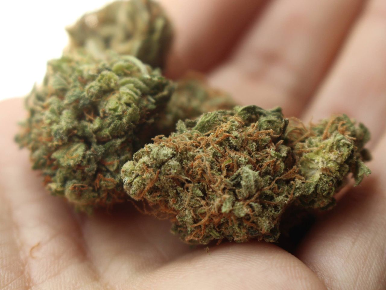 Piantagione di cannabis scoperta ad Ostra