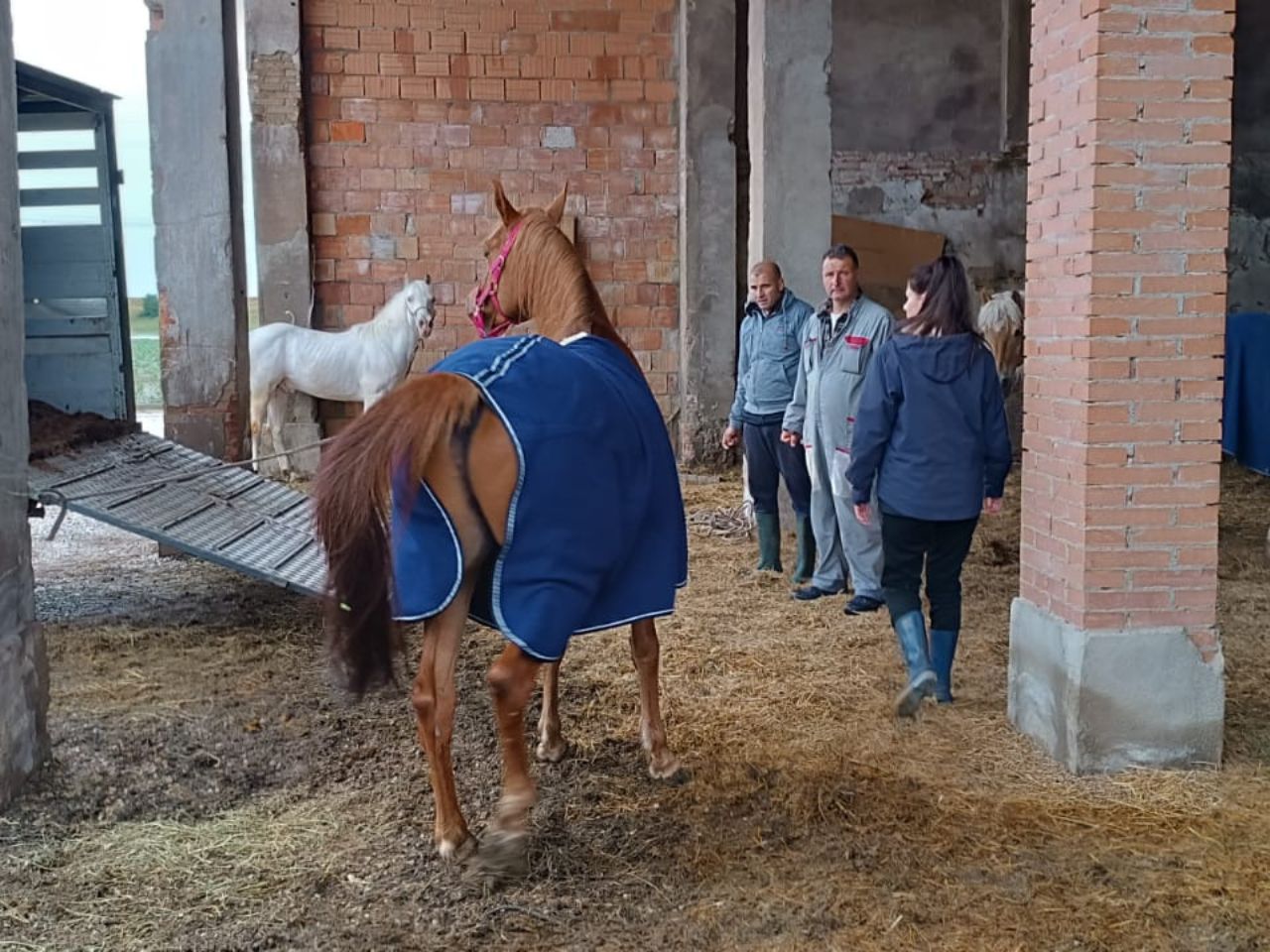 Maltempo, a Bologna salvati cavalli da una scuderia allagata