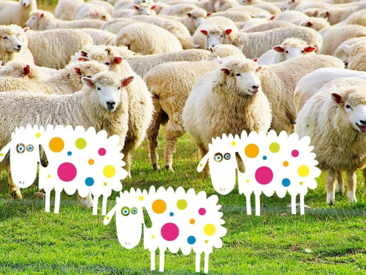 “Pecore a puà”, torna il Festival nel borgo di Bacciardi