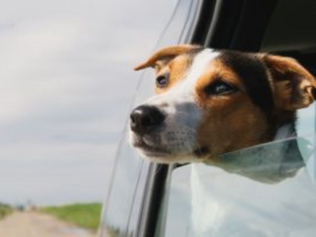 Viaggiare sicuri con cani e gatti nel rispetto della legge