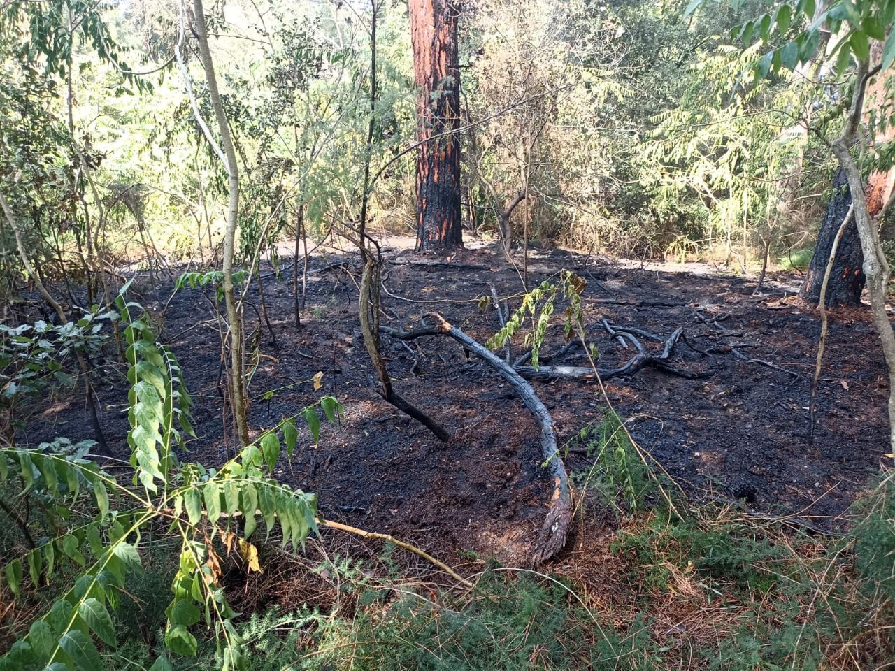 Incendio nella “Pineta delle Motte”, arrestato un quarantenne a Mesola