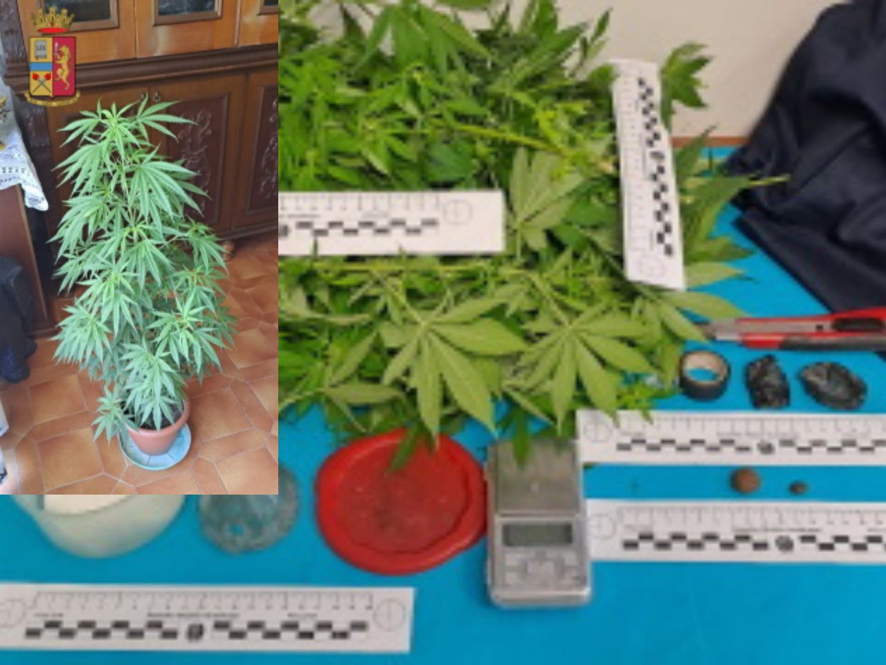 Blitz in un appartamento, trovate due piante di marijuana e altro materiale per lo spaccio
