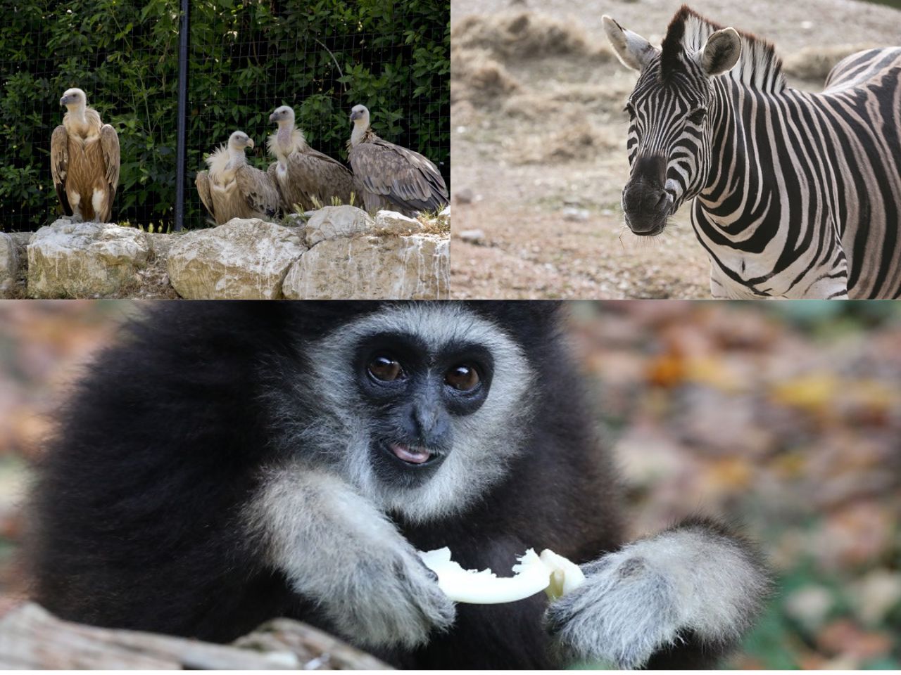 Agosto ricco di eventi al Parco Zoo Falconara