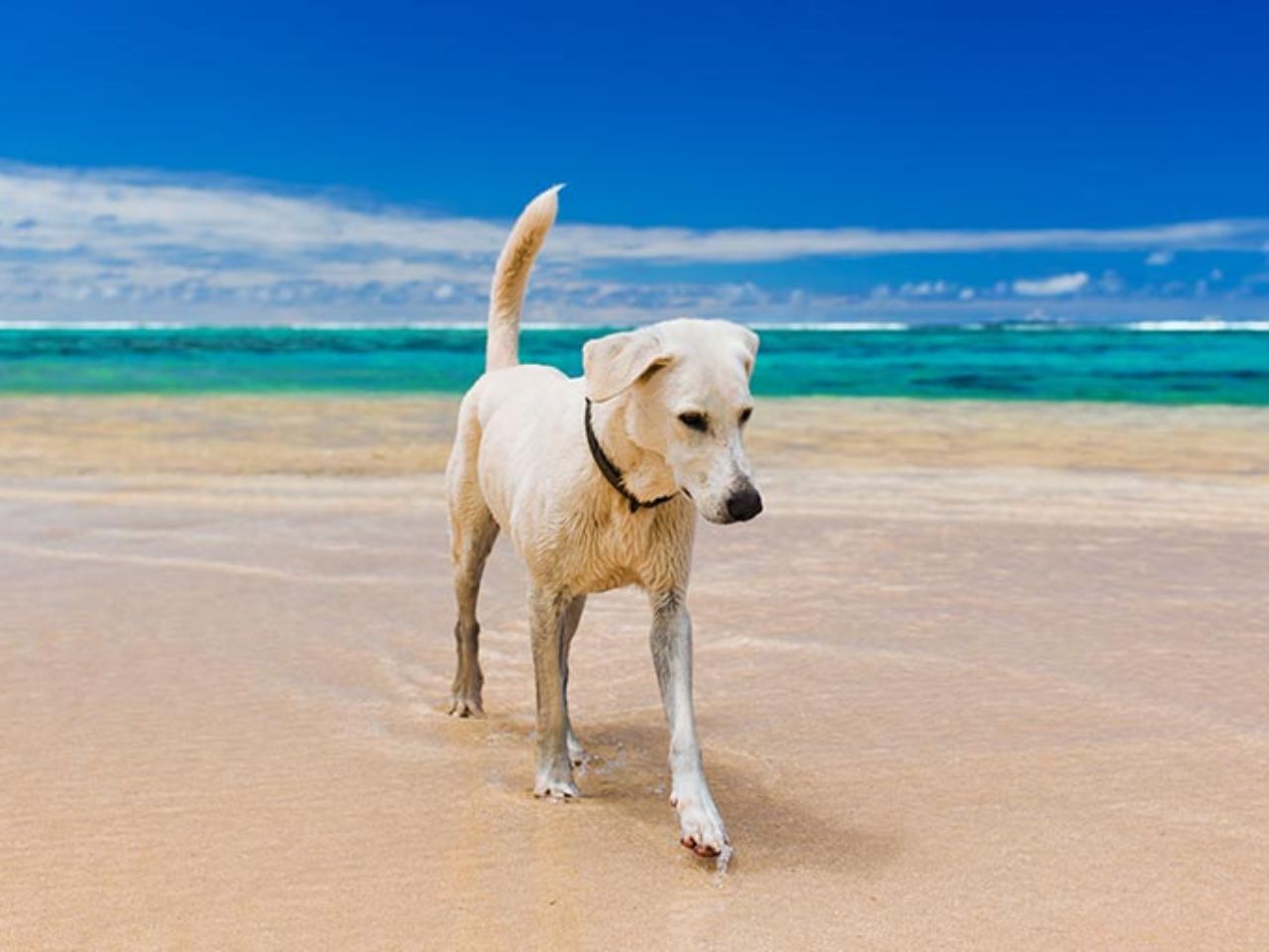 Cani in spiaggia: come, dove e quando?