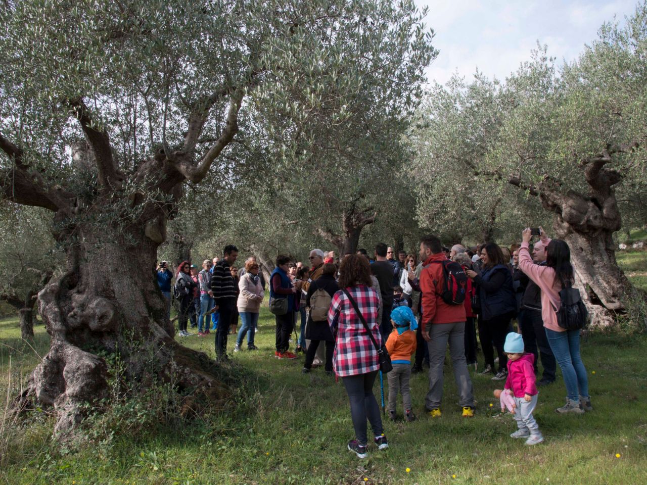 Conoscere l’oliva e l’olio, domenica a Castelplanio si cammina tra gli olivi