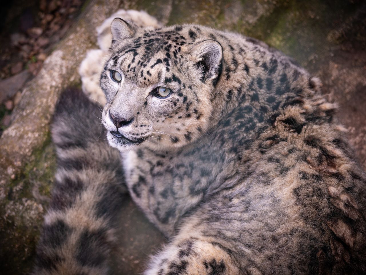 Tra i felini più minacciati al mondo: è la giornata mondiale del leopardo delle nevi