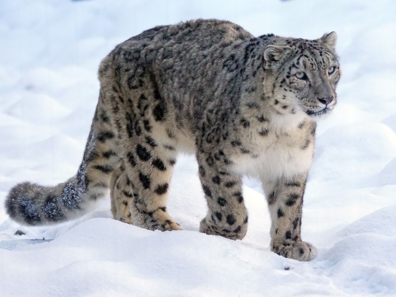 Tra i felini più minacciati al mondo: è la giornata mondiale del leopardo delle nevi