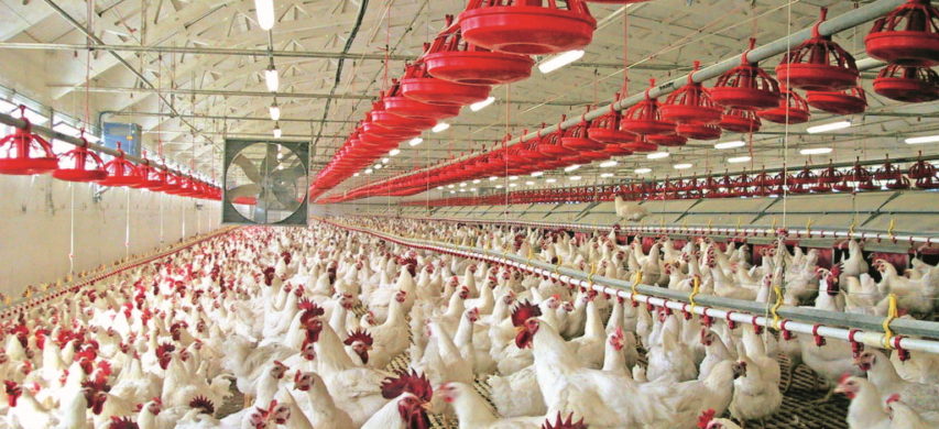 Comitato per la Vallesina sulla morte dei polli nell’allevamento Fileni