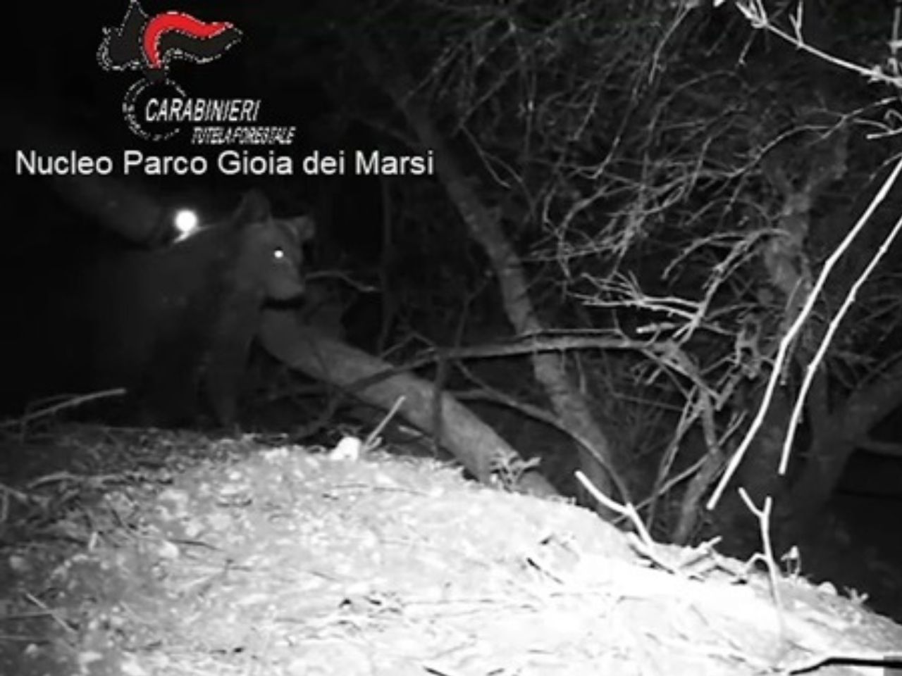 Avvistati nel Parco Nazionale d’Abruzzo i cuccioli dell’orsa Amarena