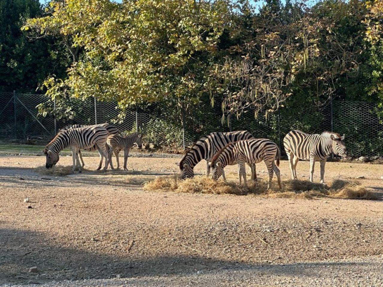 Il parco zoo di Falconara chiude la stagione col sorriso