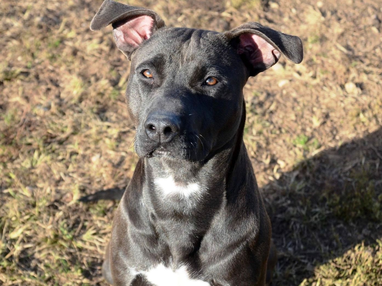 Cane viveva legato a catena, salvato dall’Oipa