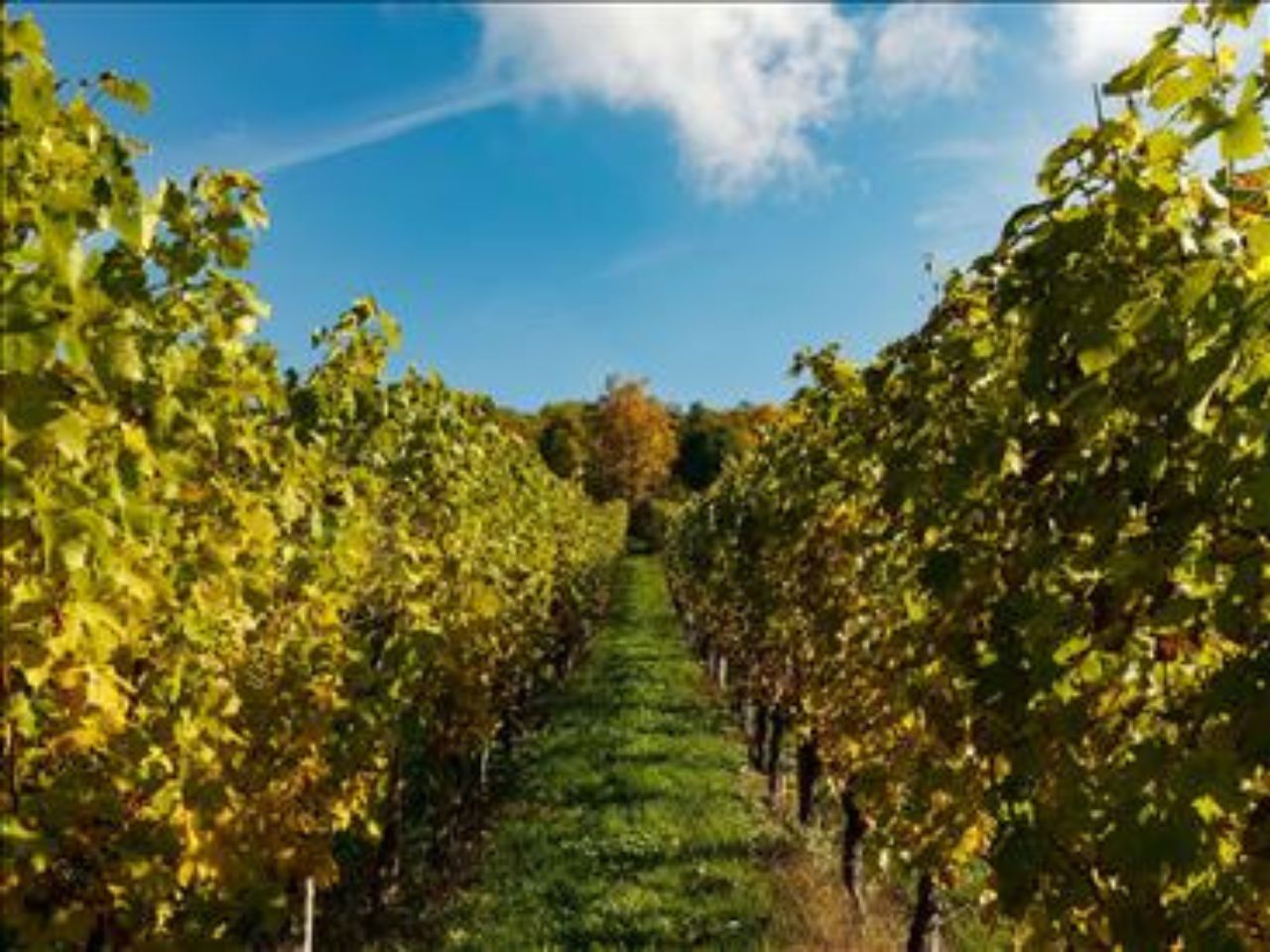 Danni alle viti da peronospora, sì al contributo straordinario ai viticoltori delle Marche