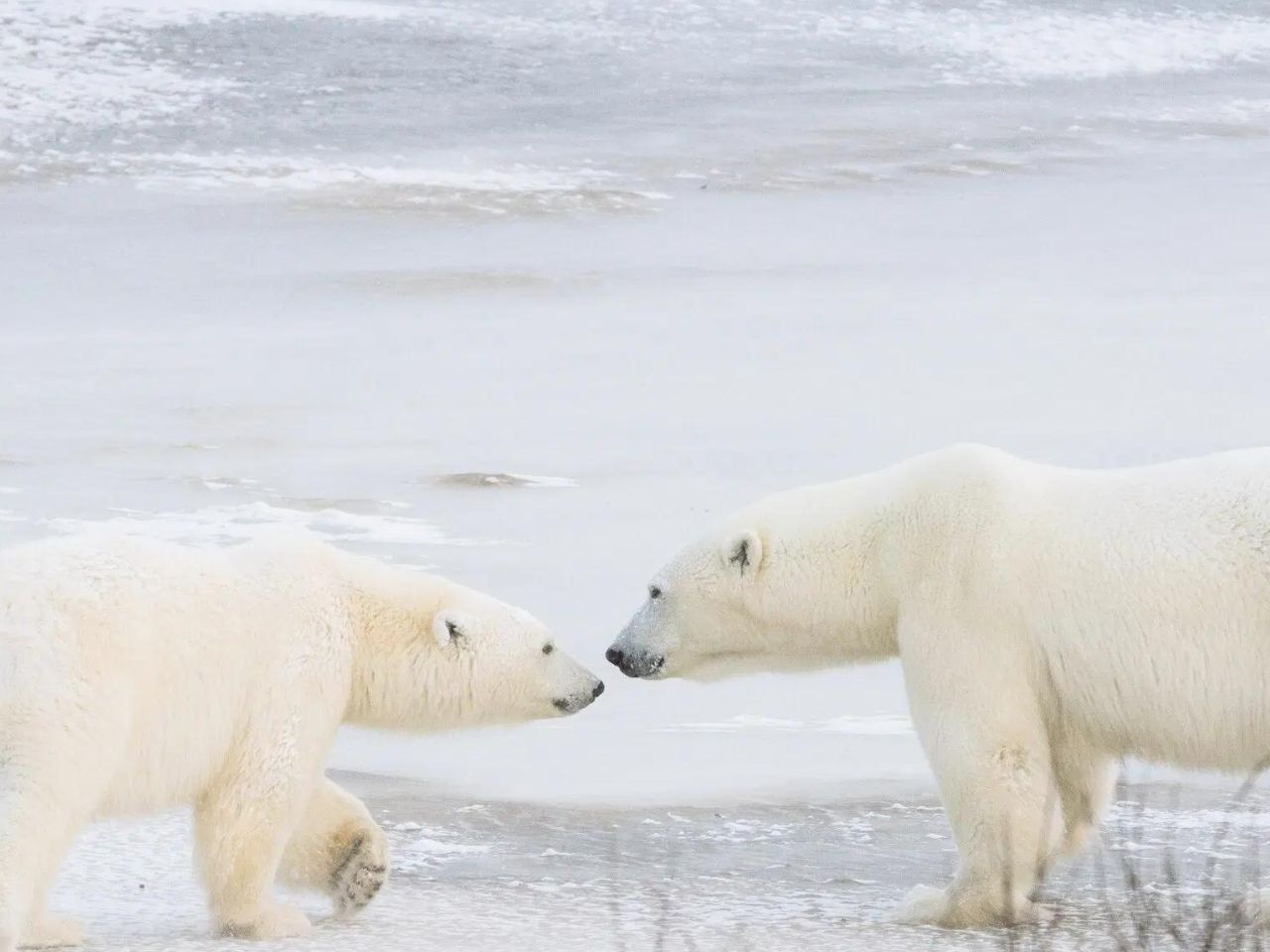 27 febbraio, giornata internazionale dell’orso polare