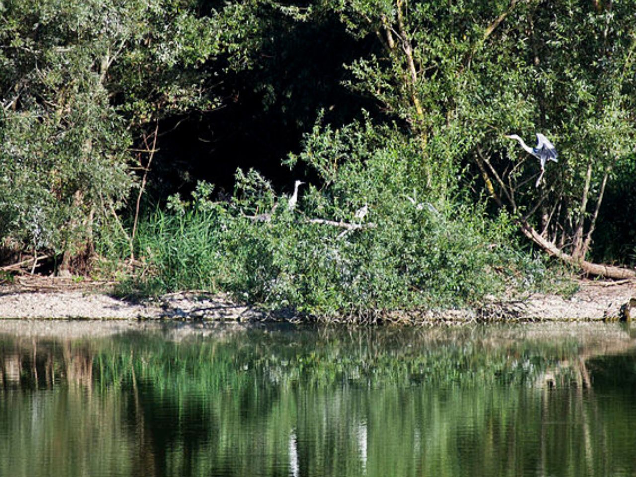 Gamberi, nutrie e tartarughe: le specie aliene che abitano l’Oasi di Ripa Bianca