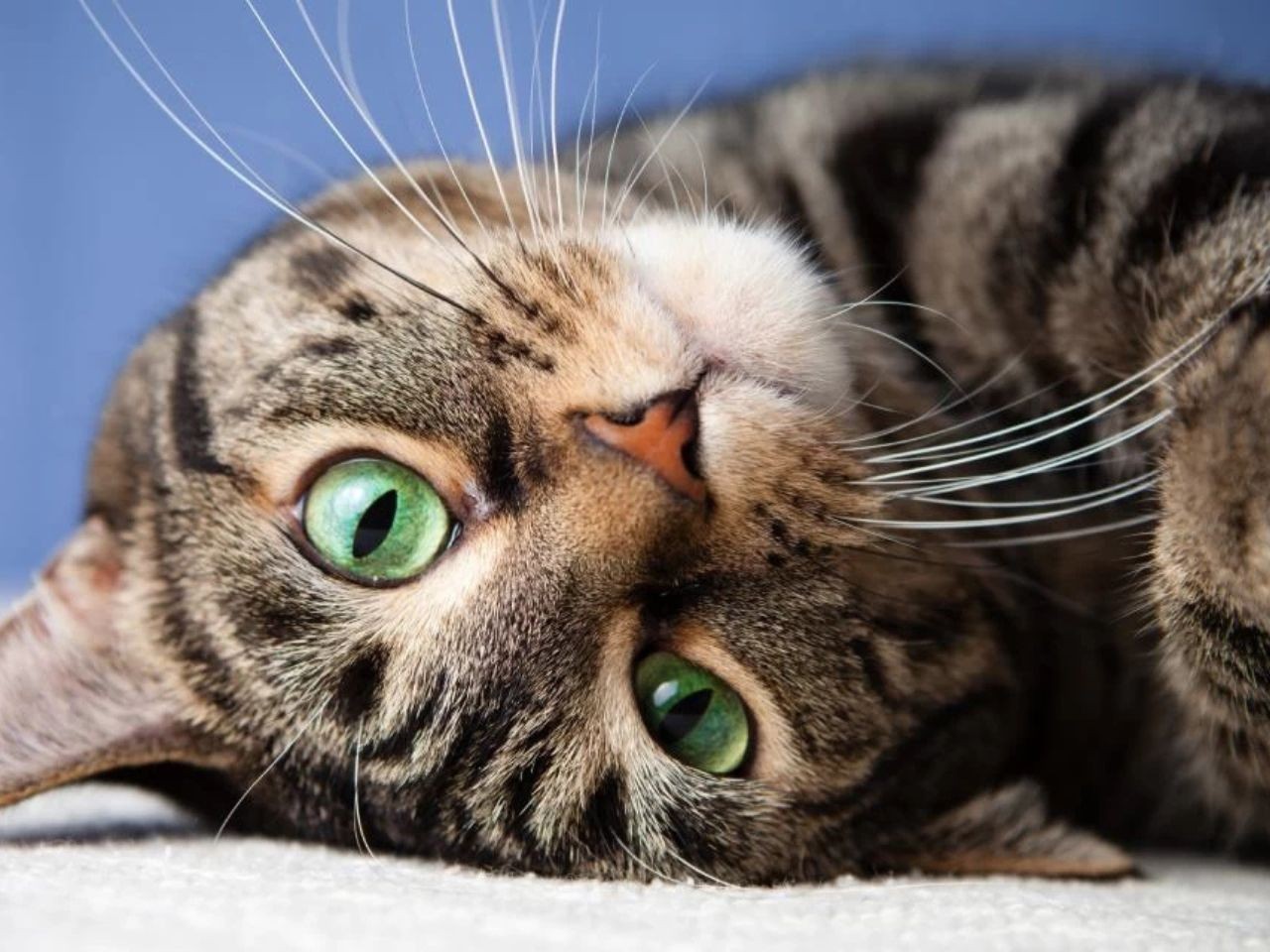 Lancia il gatto dal balcone a Macerata