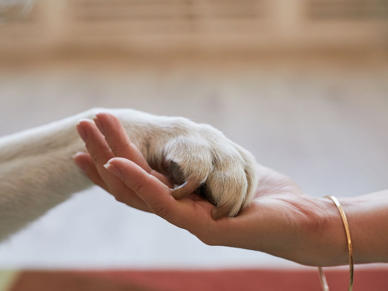 All’Hospice di Chiaravalle arriva la Pet Therapy: animali e affetto per umanizzare la cura