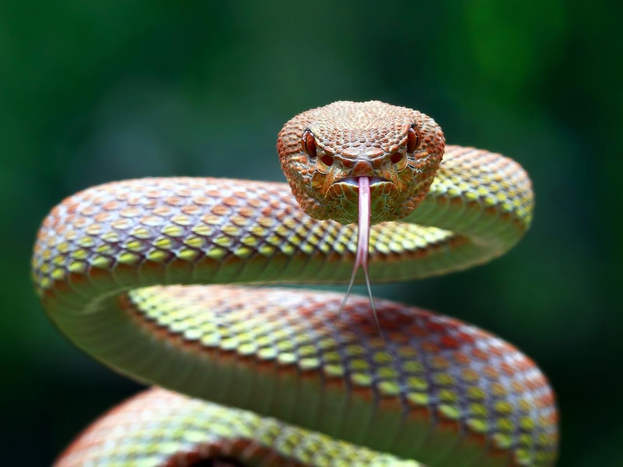 16 luglio: tra mito, scienza e biodiversità è la Giornata del serpente