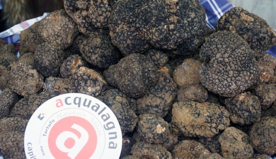 tartufo nero