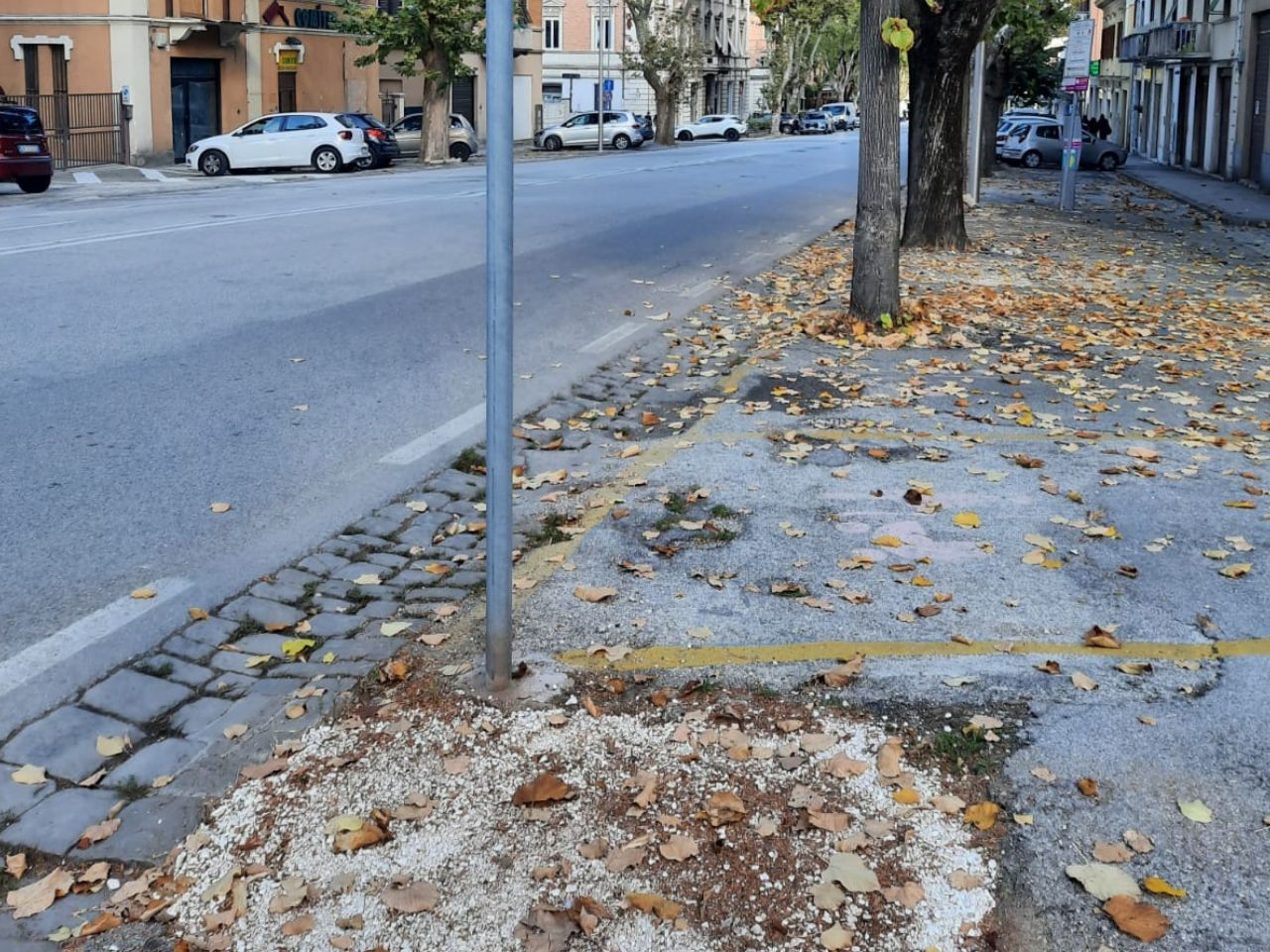 Jesi, completata la rimozione delle ceppaie in Viale della Vittoria