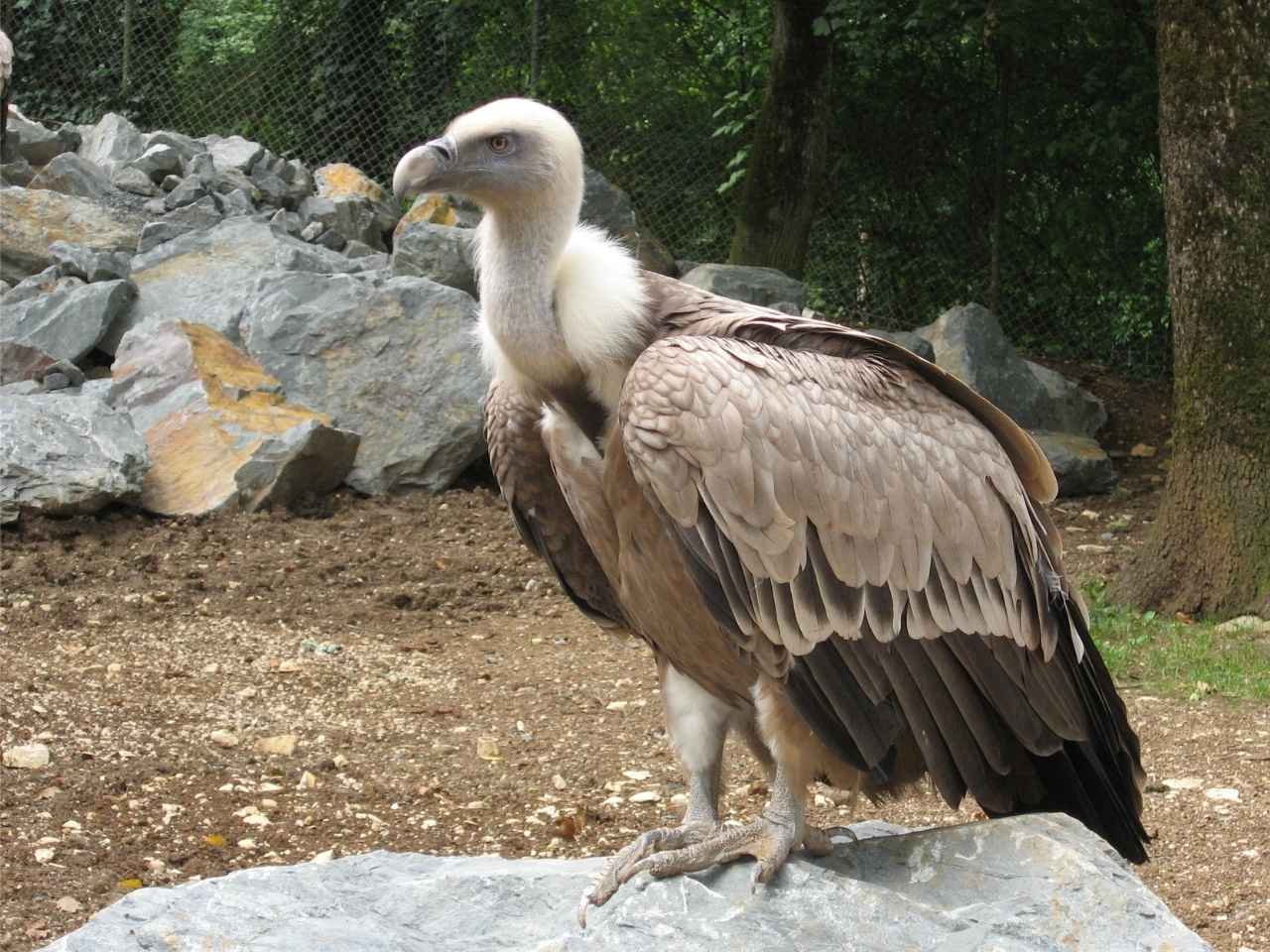 Dalle Marche alla Sardegna: l’avvoltoio Sky torna a volare libero