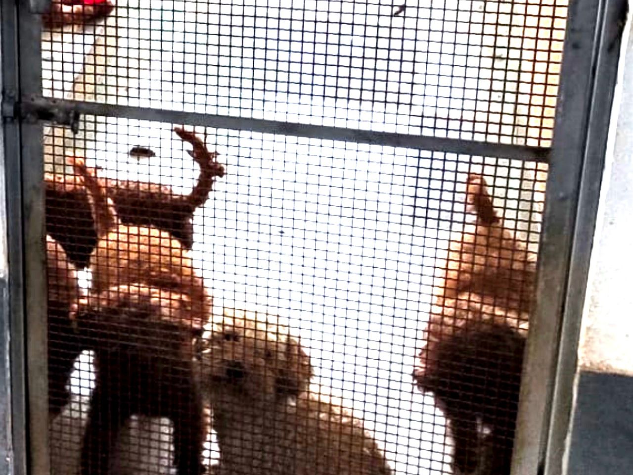 Villaricca, il “canile lager” correva su TikTok: sequestrati 26 barboncini toy sul solaio di un palazzo