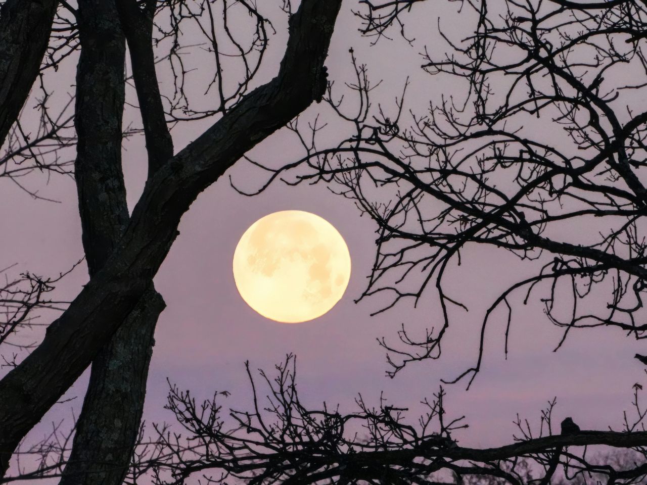 1 maggio, il cielo racconta amore e rinascita con la Luna rosa dei fiori
