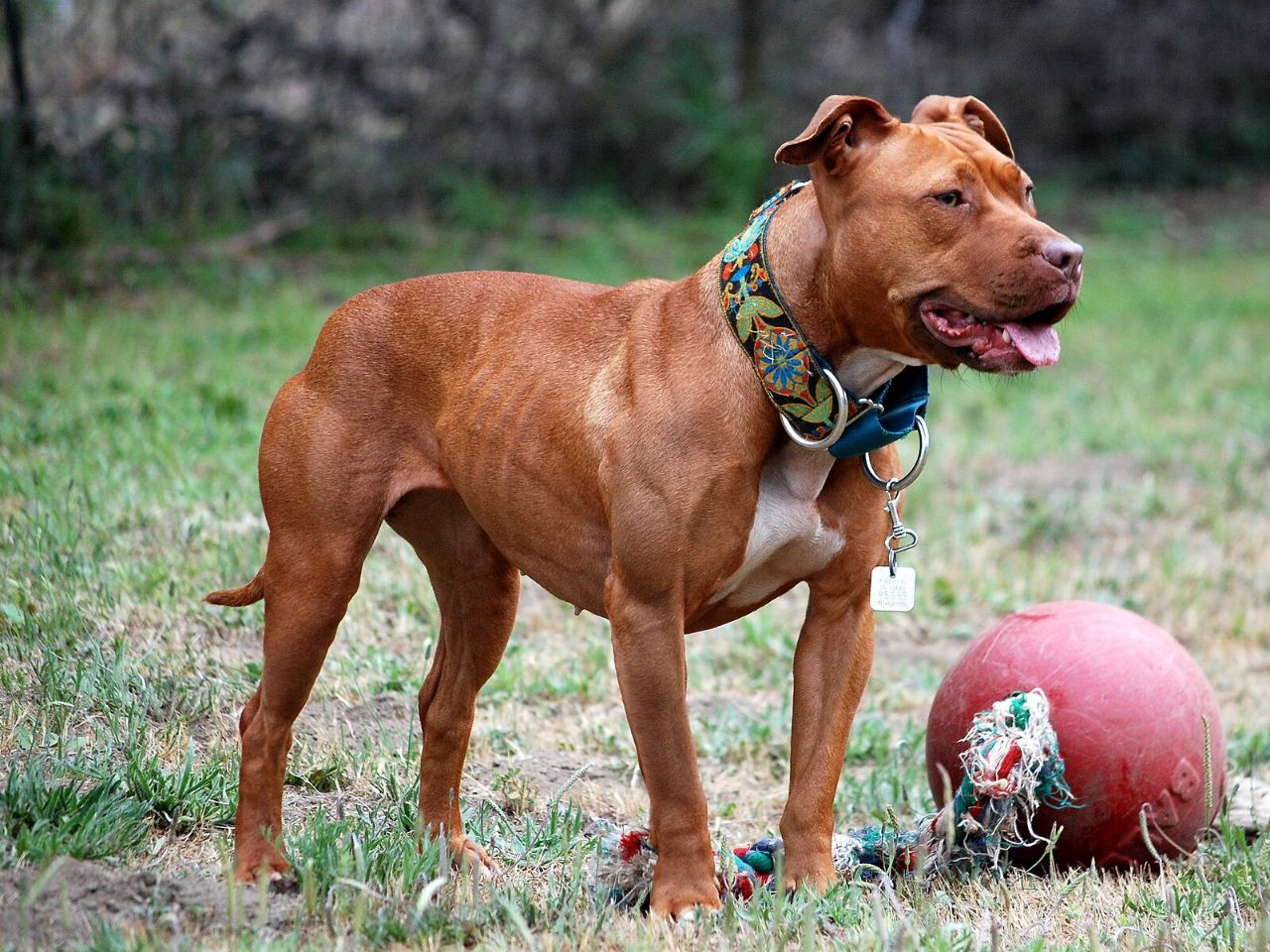 Ancona, cane azzannato da due pitbull