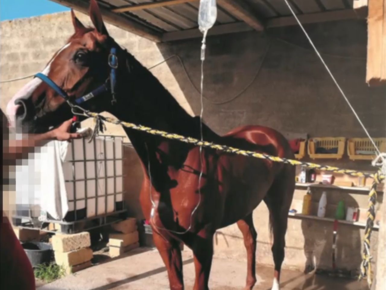 Castelvetrano, scoperto ippodromo abusivo: 5 misure cautelari per corse clandestine e doping