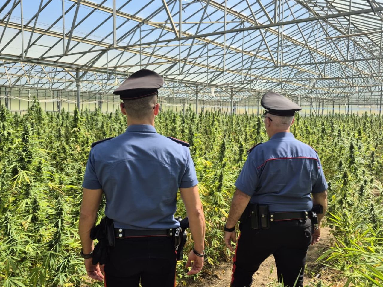 Blitz nelle campagne di Dolianova: scoperta maxi piantagione da 10mila piante di cannabis, due arresti